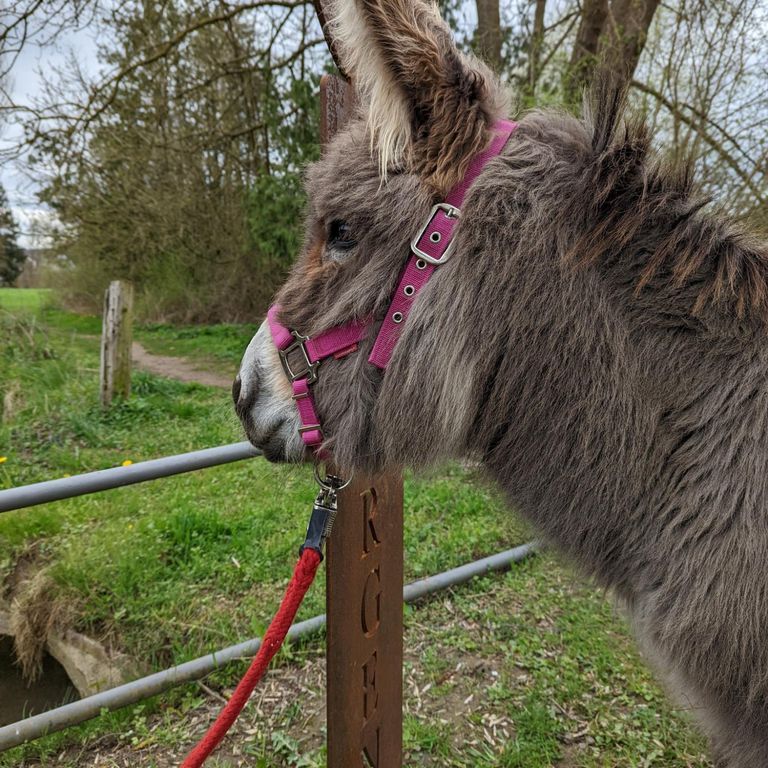 Leni